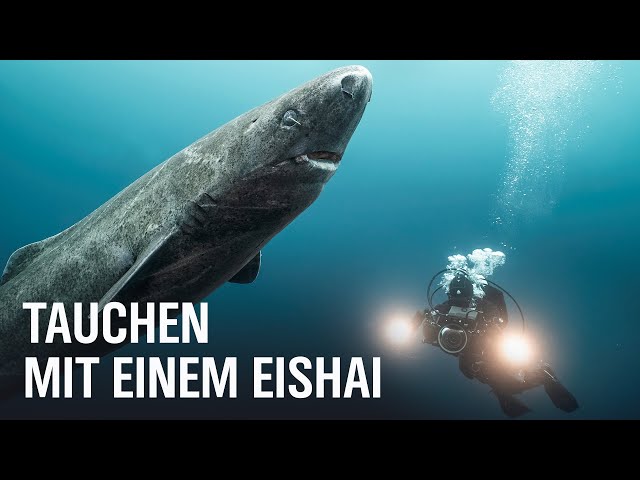 Geister der Arktis – Das Geheimnis der Eishaie | NDR Doku