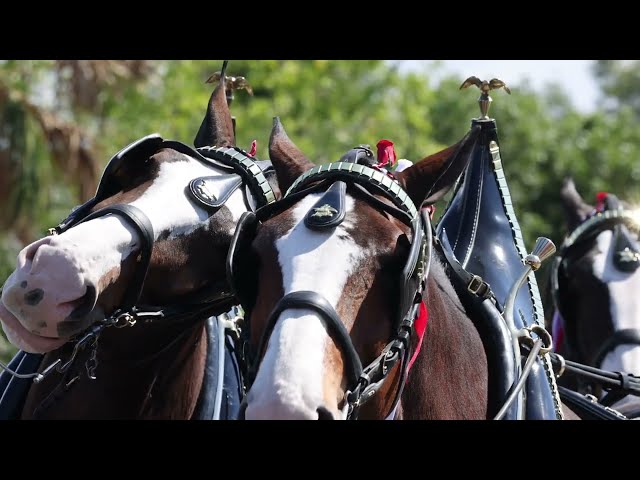 Budweiser Clydesdales put on show for Shell Factory, SWFL