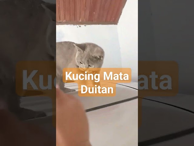 Maru Kucing BSH blue Mata Duitan