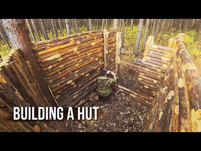 I build a hut in a wild forest. Solo bushcraft camp. Part 2.
