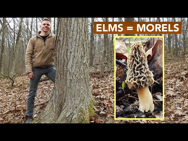 Having Trouble Identifying Elms?  Look For This.