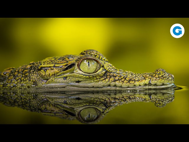 The Dark Side of Crocodiles: More Than "Just" Predators | Full Wildlife Documentary