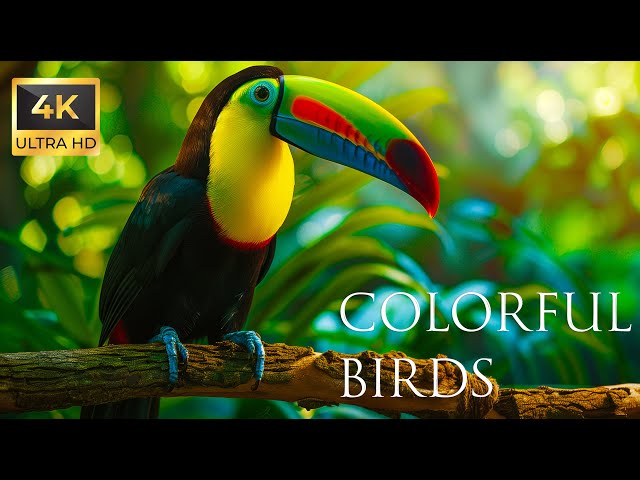 4K Colorful Toucan - Beautiful Birds Sound in the Forest | Bird Melodies