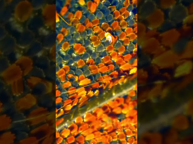 Schmetterlingsflügel unter dem Mikroskop #shorts
