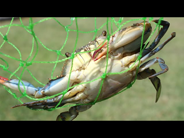 The Best Way To Rig Blue Crabs For Tarpon