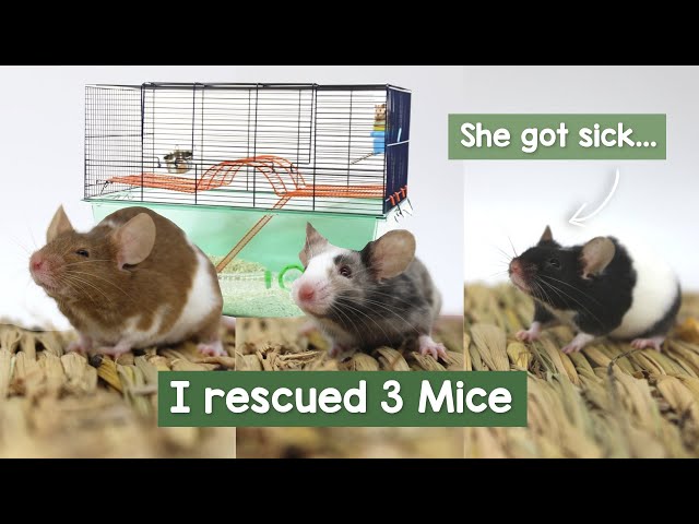 I rescued 3 Mice and one of them got sick | VLOG