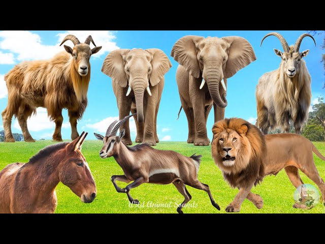 Happy Animal Moment, Familiar Animal Sounds: Mule, Antelope, Elephant, Goat, Lion - Animal Paradise