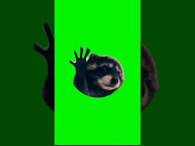 Pedro Raccoon Green Screen | Pedro Pedro mapache trend #shorts #greenscreen