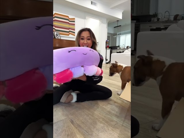 unboxing the viral squishmallow pet bed!!