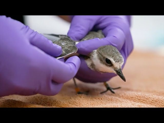UC Davis LIVE: Rescuing Oiled Wildlife