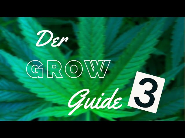 Indoor Growing Guide [03] Kein Geruch!