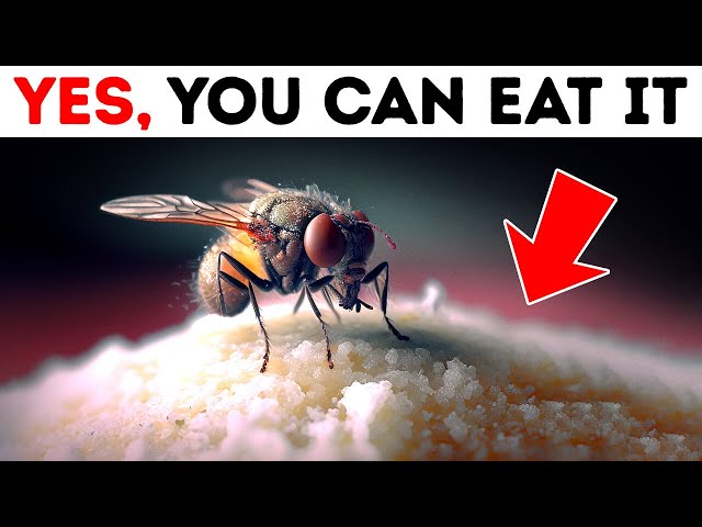 What Flies Really Do When They Land on Food