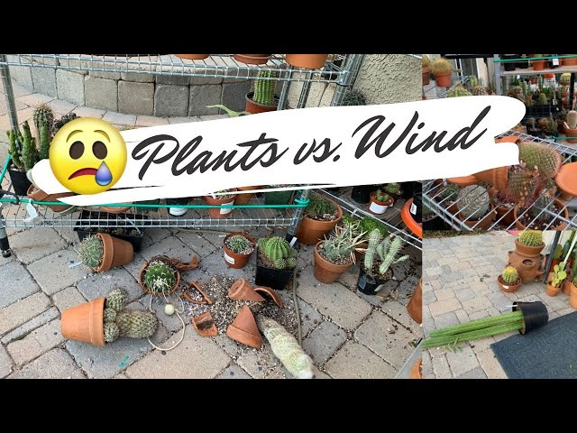 Garden Tips: Mitigating the Effects of a Windy Environment