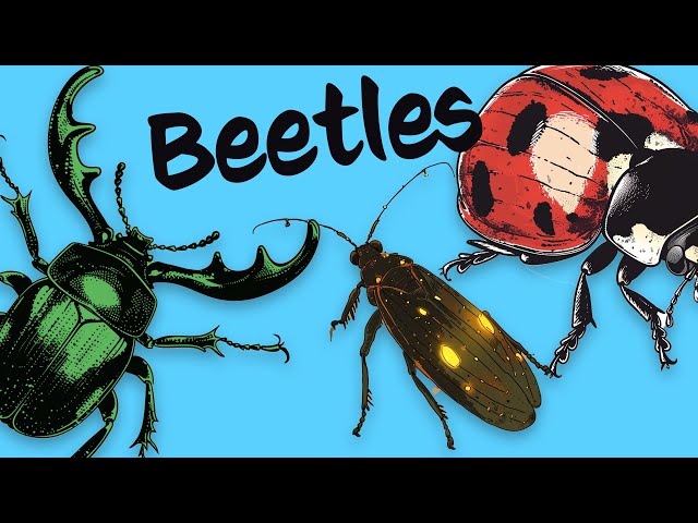 10 Beetles 🐞 Know them Love them