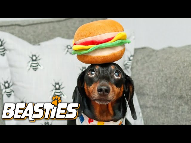 This Dog Can Balance ANYTHING On His Head | BEASTIES