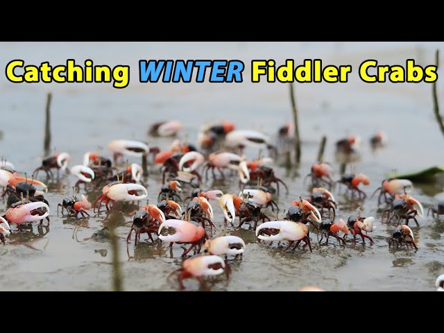 How To Catch Fiddler Crabs In The Winter (Even When Bait Shops Can't Find Them)