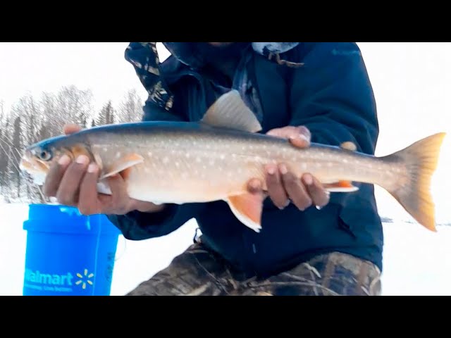 Catching char with mini tubes by H.O.A baits. #fishing #fyp #viral #icefishing #troutfishing