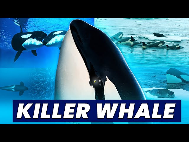 Why Orcas are MUCH Smarter than you think