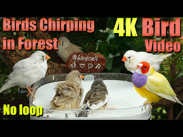 Watch with your pet. 8HRS of Soothing Birdbath with Birds Chirping for Separation Anxiety, No Loop!