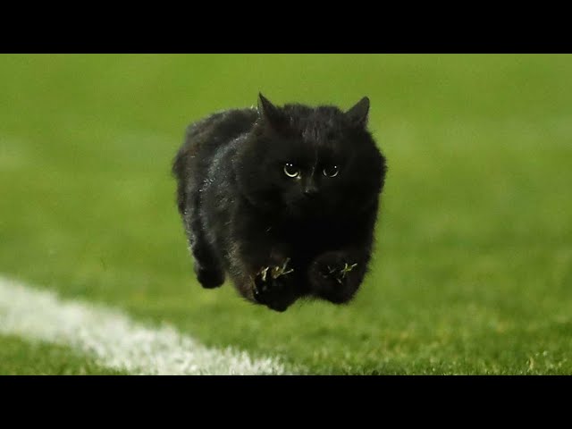 Best "Animal Interference" Moments in Sports #1 (Cute/Funny Moments)