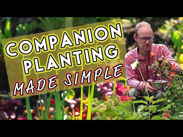 Why Vegetables Need Friends: Companion Planting Made Simple 🌺
