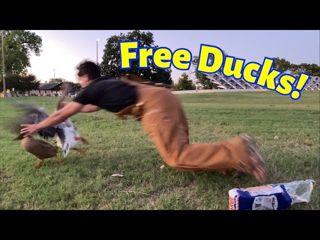 The Ducks at the Park are Free—You Can Take Them
