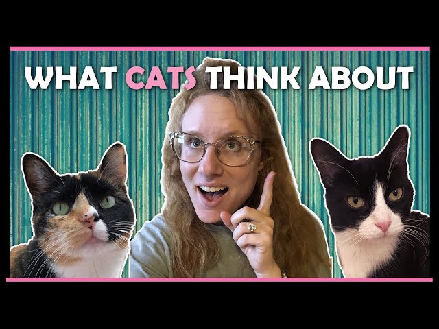 Animal Communicator Speaks to Pet Cats and Passed Pets! | Psychic Readings in Action - Pet Psychic