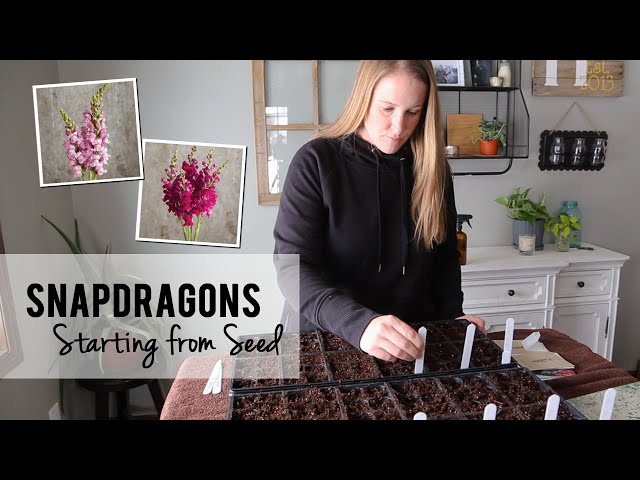 Starting Snapdragons from Seed for my Cut Flower Garden