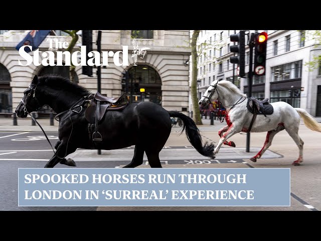 Photographer describes seeing spooked horses running through London as  'surreal'