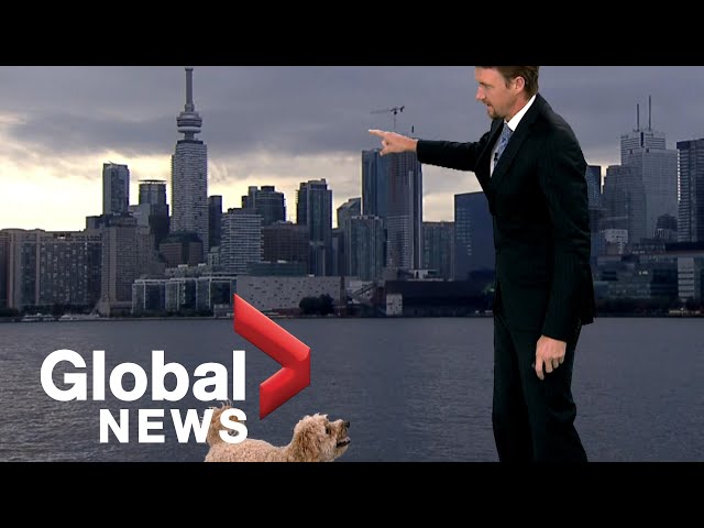 Weather reporter's hungry dog interrupts live TV report looking for treats
