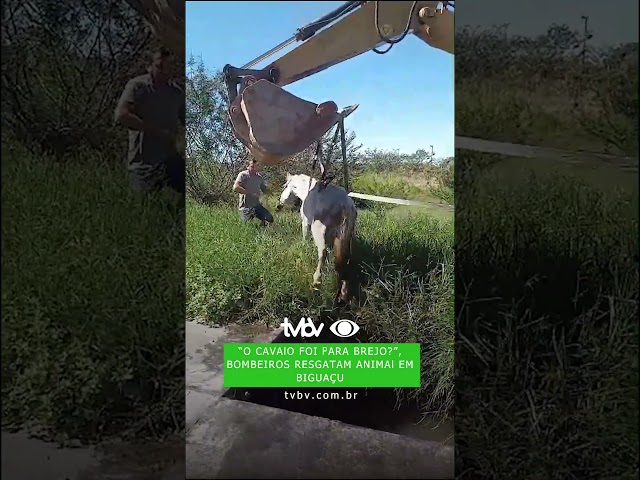 'O cavalo foi para o brejo?': Bombeiros resgatam animal em Biguaçu