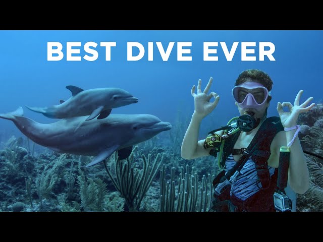 Our BEST DIVE Ever | Scuba Diving with Dolphins in Belize
