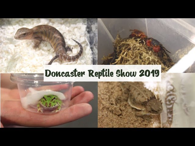 Doncaster Reptile Show 2019 | VLOG