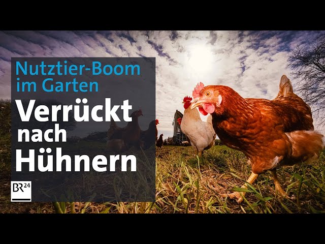 Hühner im eigenen Garten: Zwischen Kuscheln und Impfen | Die Story | Kontrovers | BR24