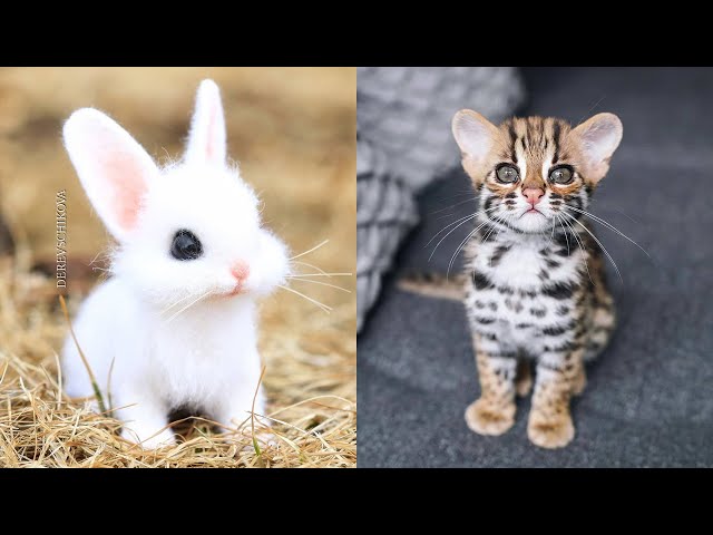Cute baby animals Videos Compilation cute moment of the animals - Cutest Animals #23