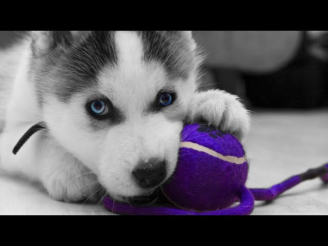 Cute Husky Puppies Doing Funny Things! Cutest Husky Puppies Compilation