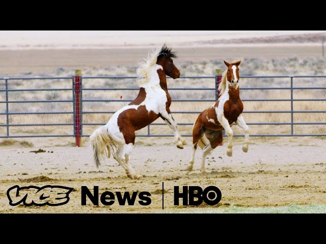 For Wild Horses, It's Ride Or Die (HBO)