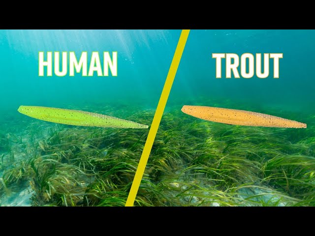 How Speckled Trout See Lure Colors [Human VS Trout Vision]