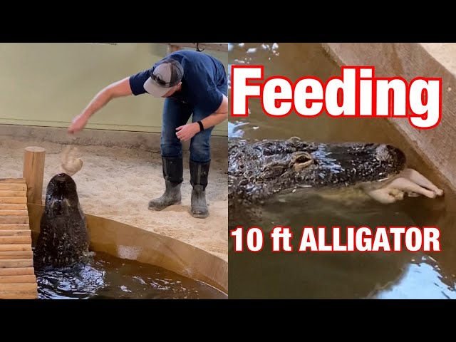 Feeding My 10.5 ft Alligator!!!!