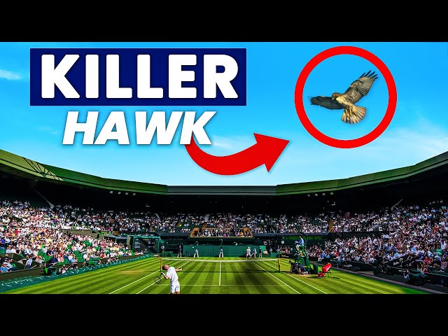 Why Wimbledon NEEDS a Killer Hawk