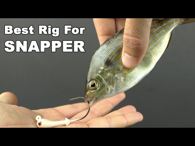 How To Rig Pinfish For Big Mangrove Snapper (And Other Offshore Species)