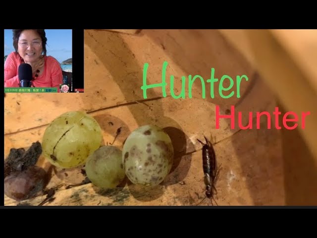 Hunter ! Oh Hunter ,This is Very Stupid hunter !