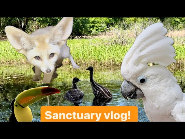 Foxes, prairie dogs, parrots, emus, sanctuary vlog!