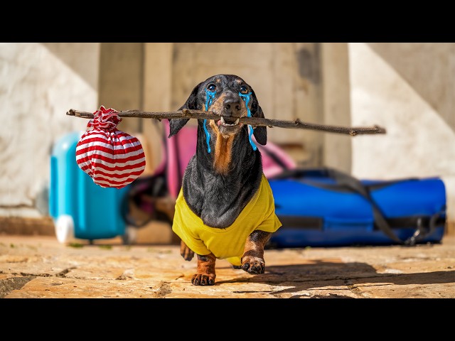 Eviction Day! Cute & Funny Dachshund Dog Video!