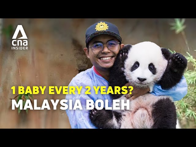 Why Malaysia's Panda Keeper Is Famous In China