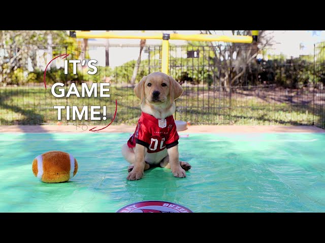 Superheroes at the Super Bowl | Southeastern Guide Dogs