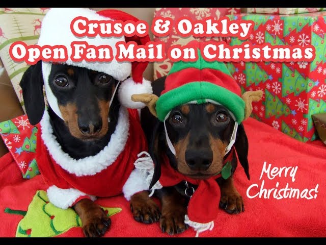 Crusoe & Oakley Live Steaming Opening Fan Gifts on Christmas