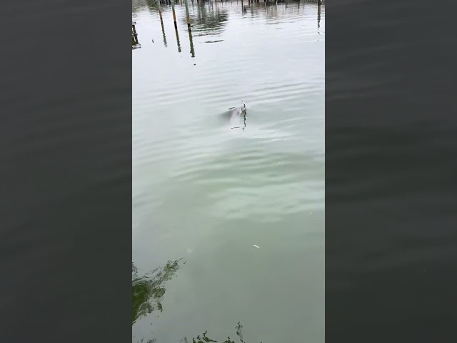 Dolphin Shows Off His Catch To Otis!