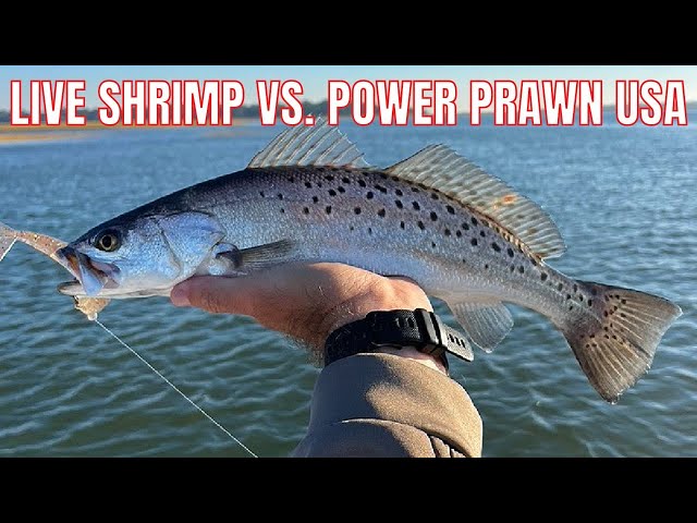 Live Shrimp VS Power Prawn USA In The Fall [Fishing Report]