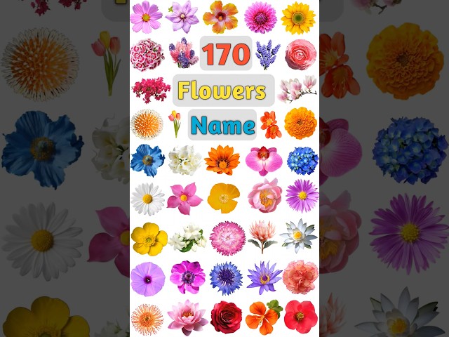 170 Flowers Name: Part- 06 #flowers #flowersname #flower #flowernames #flowershorts #allflowersname